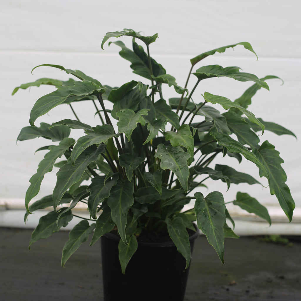Philodendron Xanadu