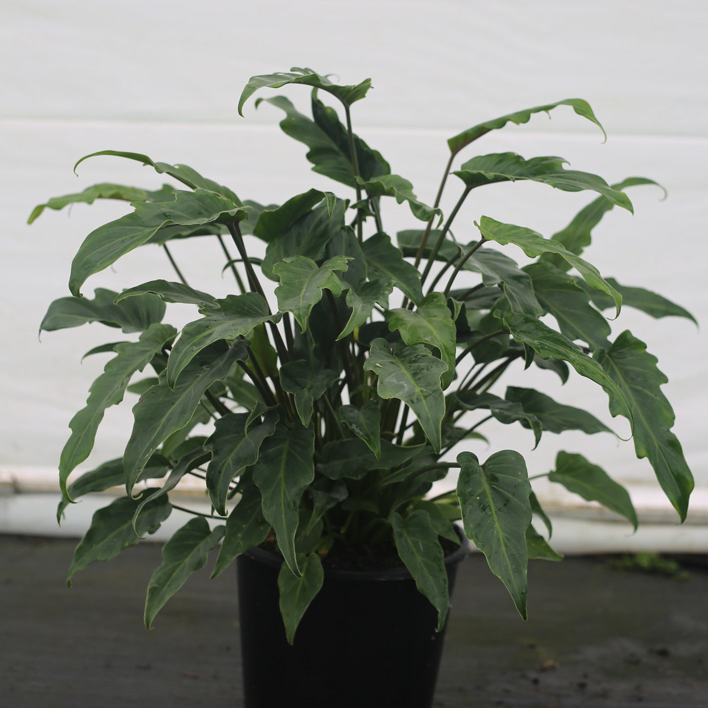 philodendron xanadu nz Philodendron Xanadu