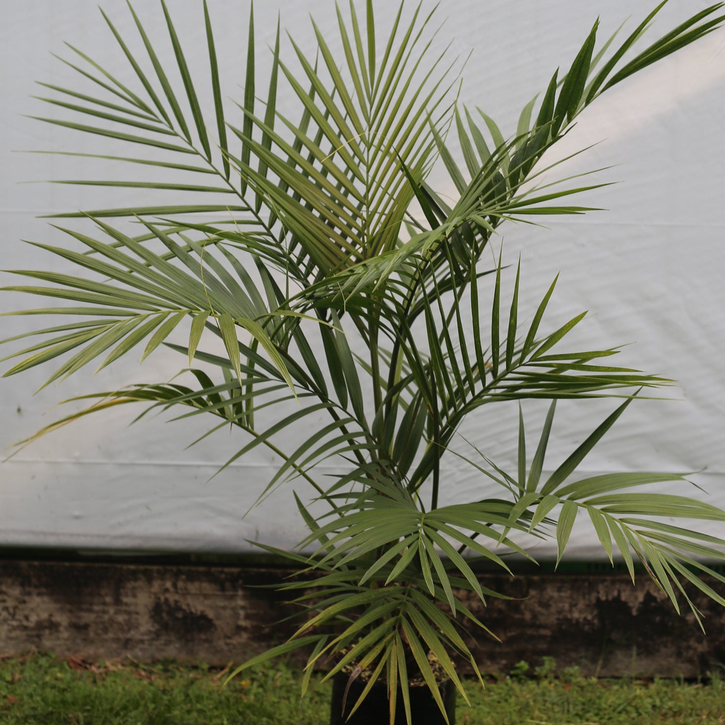 Atherton Palms - Laccospadix australasica