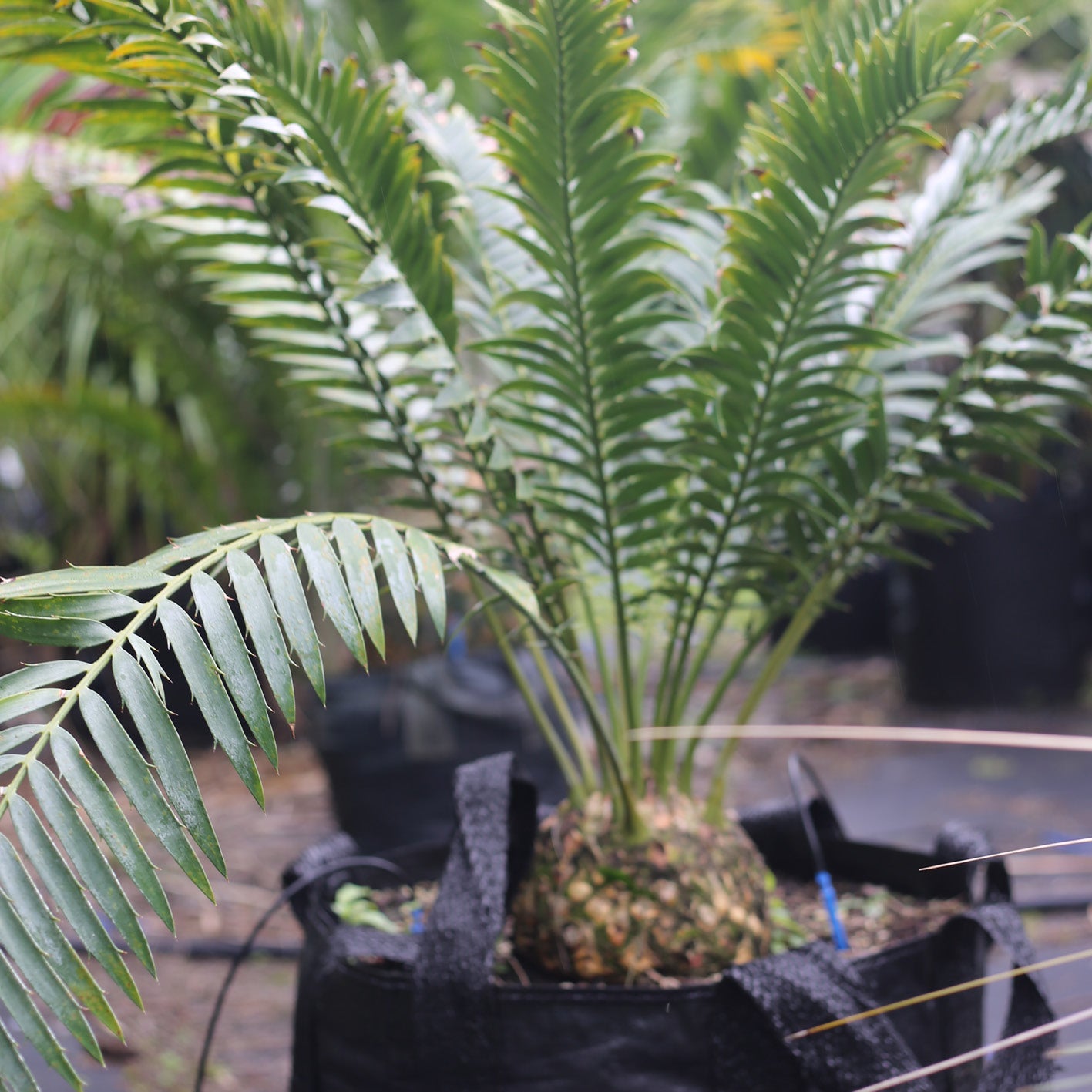 Encephalartos natalensis