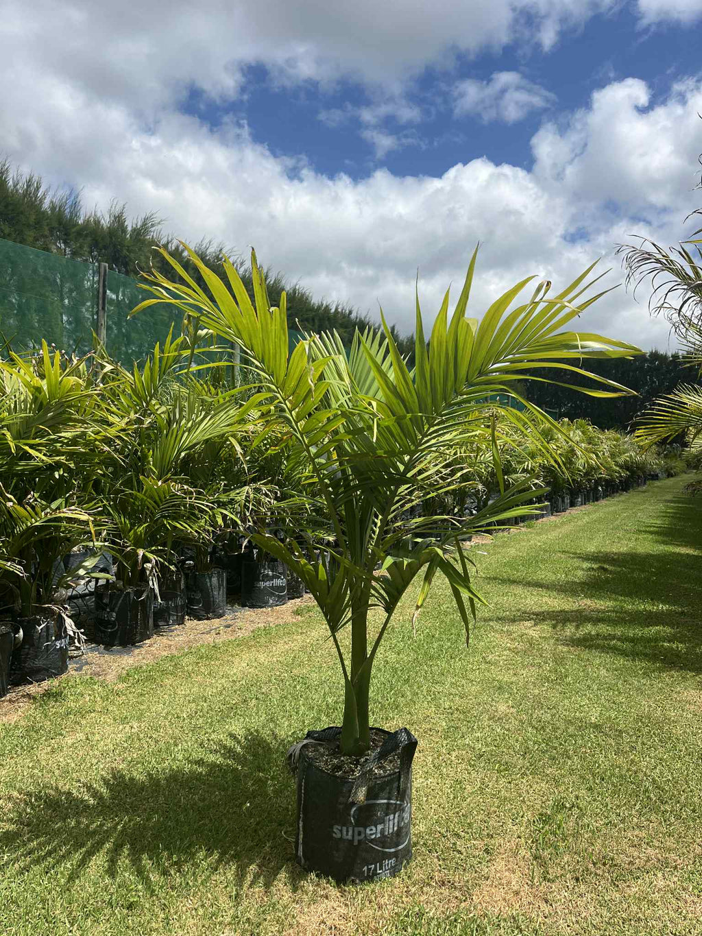 King Palm