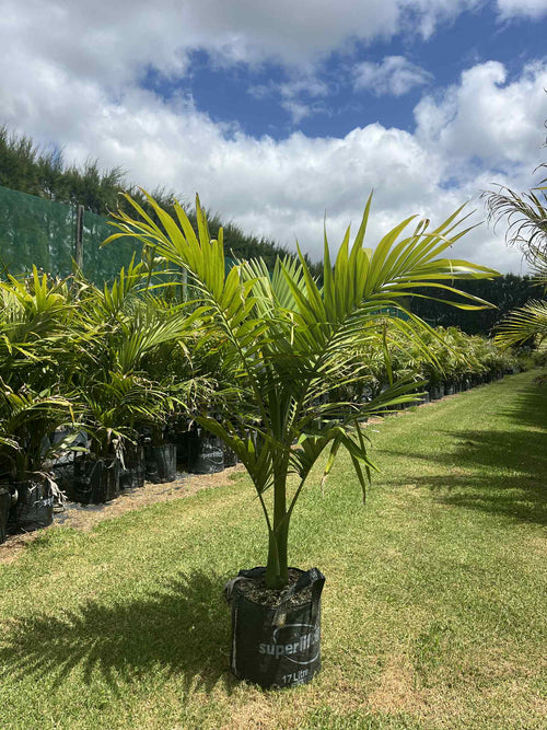 King Palm