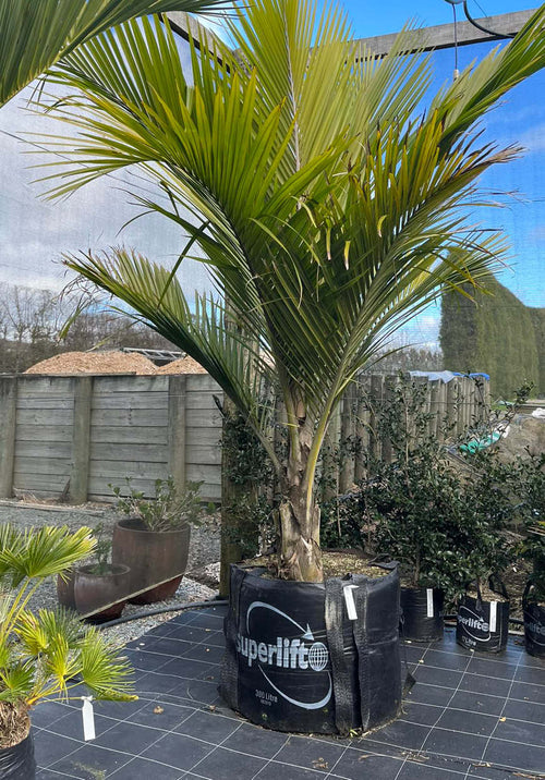 Nikau