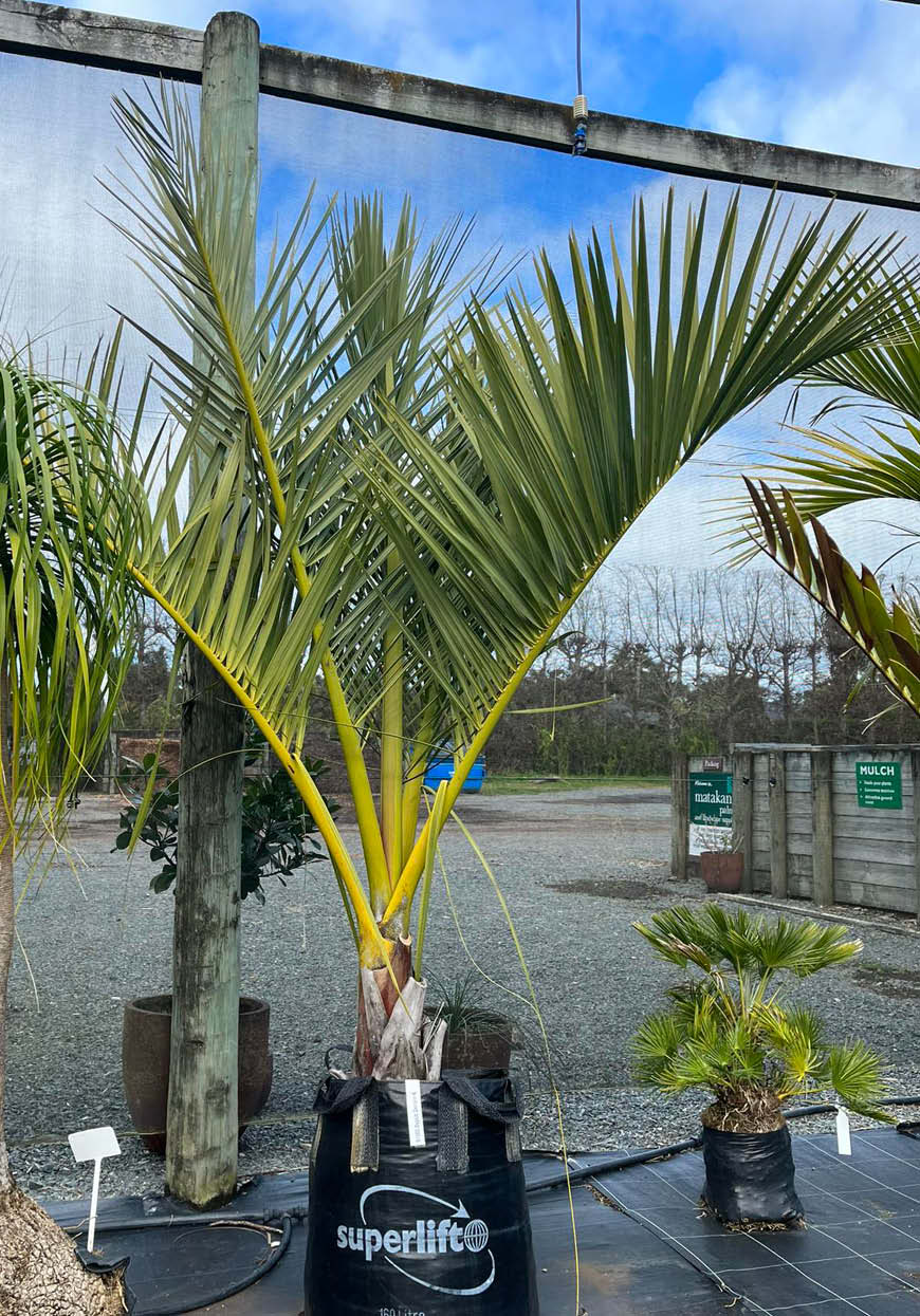 Dypsis Decipiens