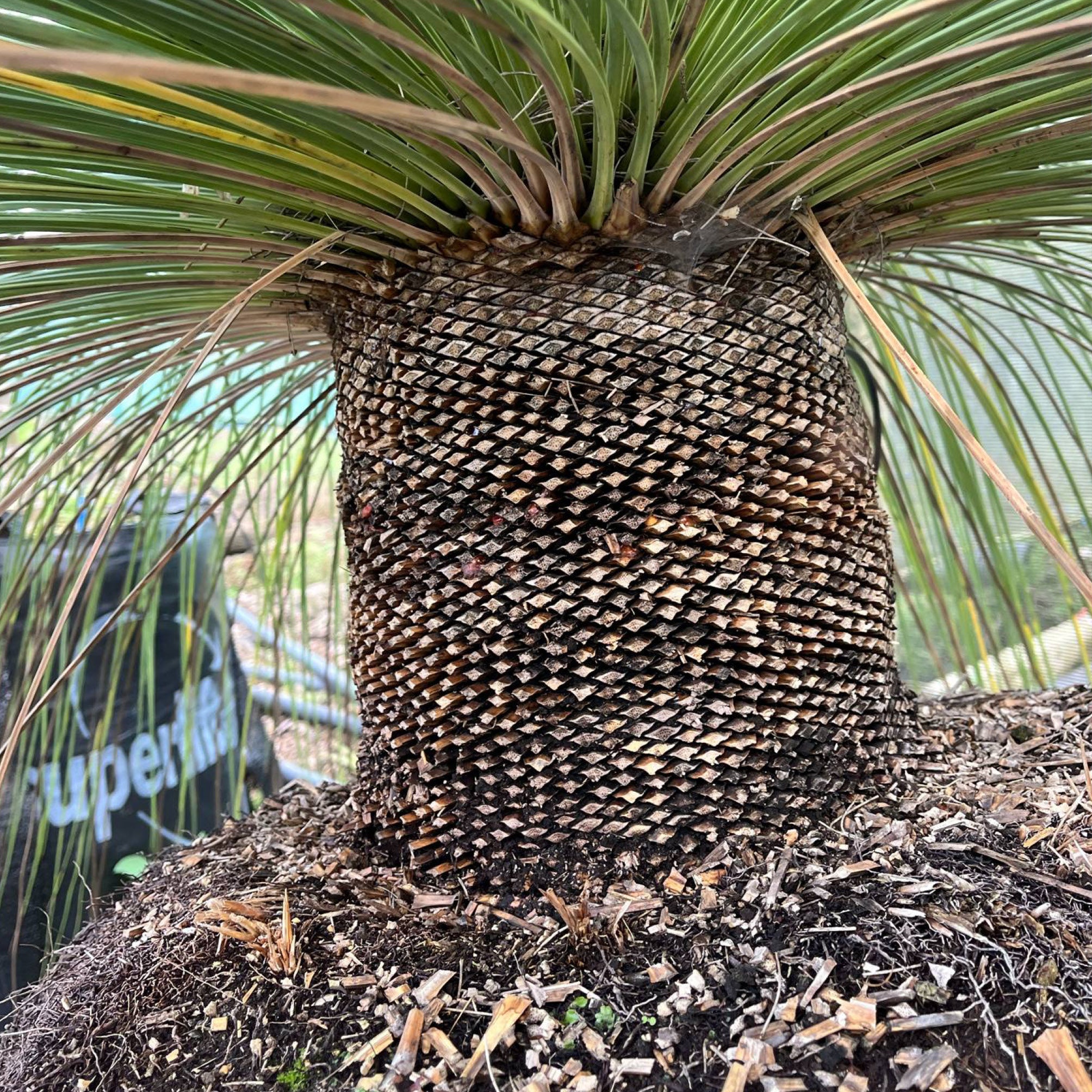 Glauca trunk