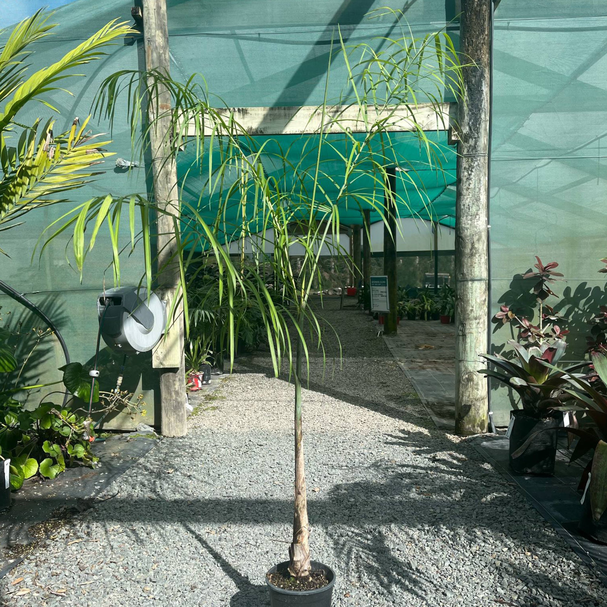 chamaedorea plumosa