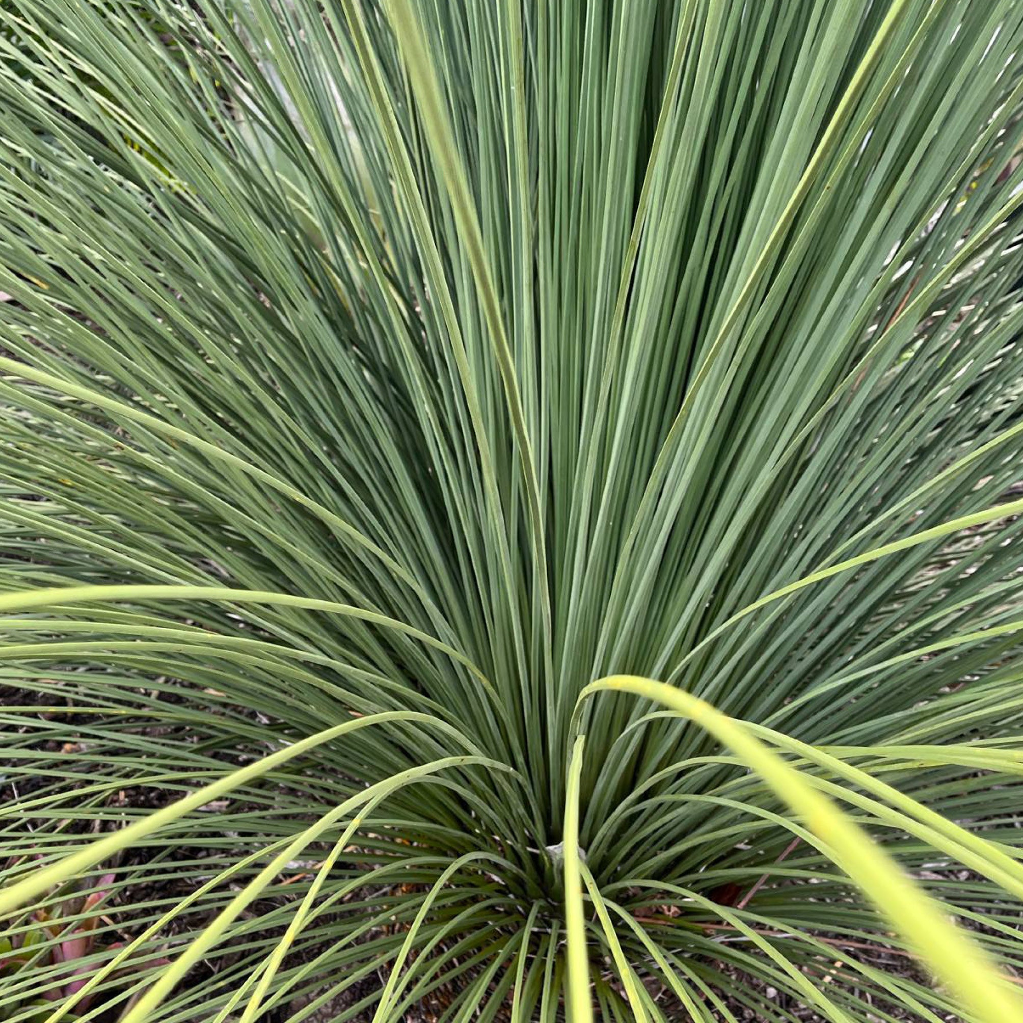 Mexican Grass Tree - Dasylirion