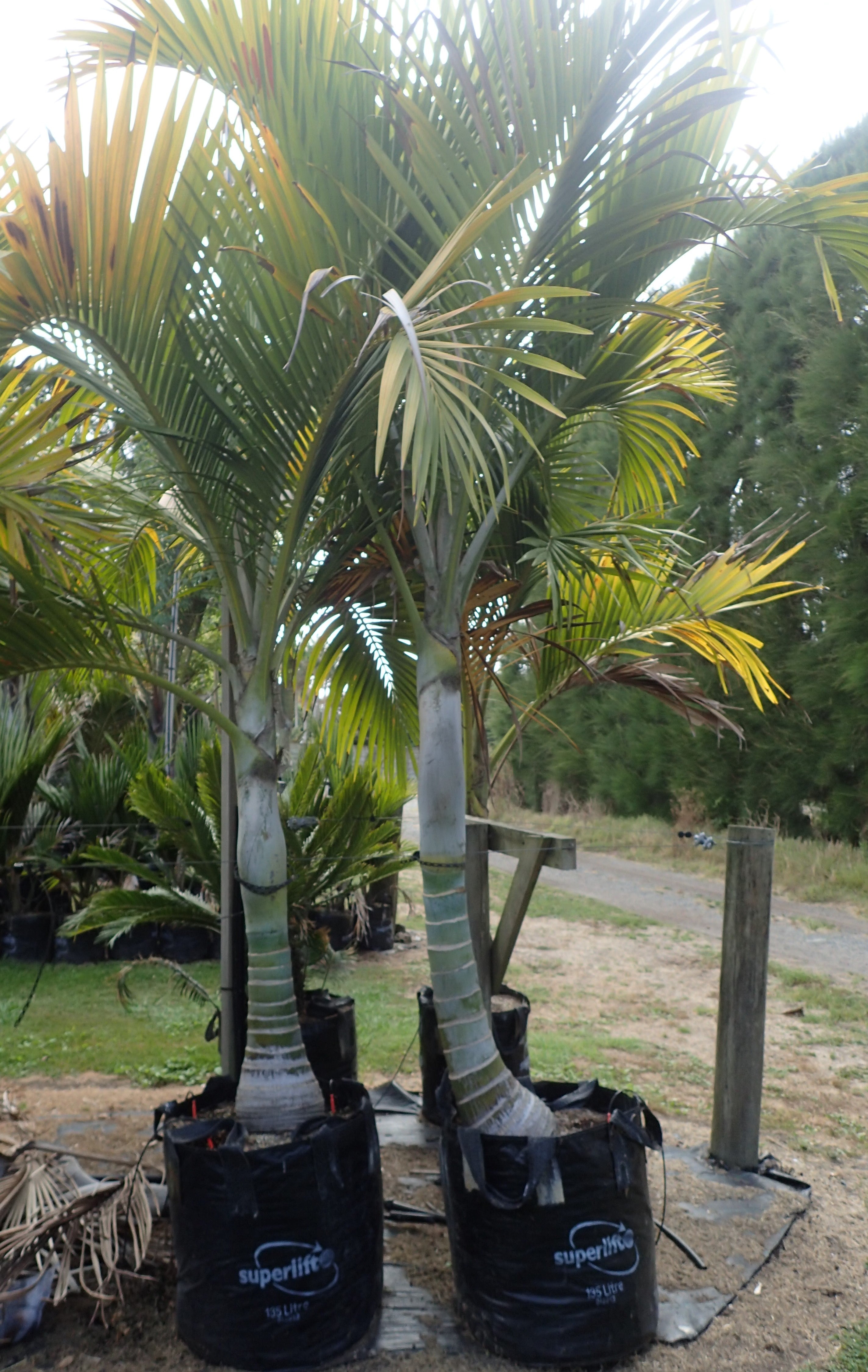Umbrella Palm – Hedescepe canterburyana