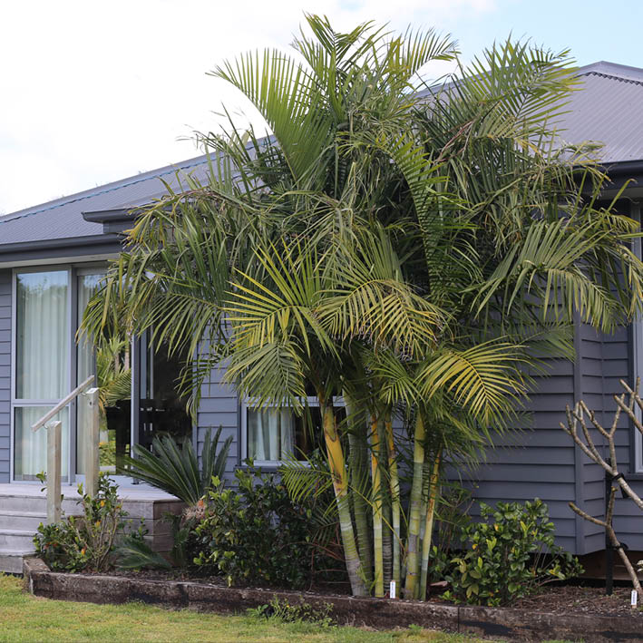 Dypsis Baronii Sugar Cane Palm