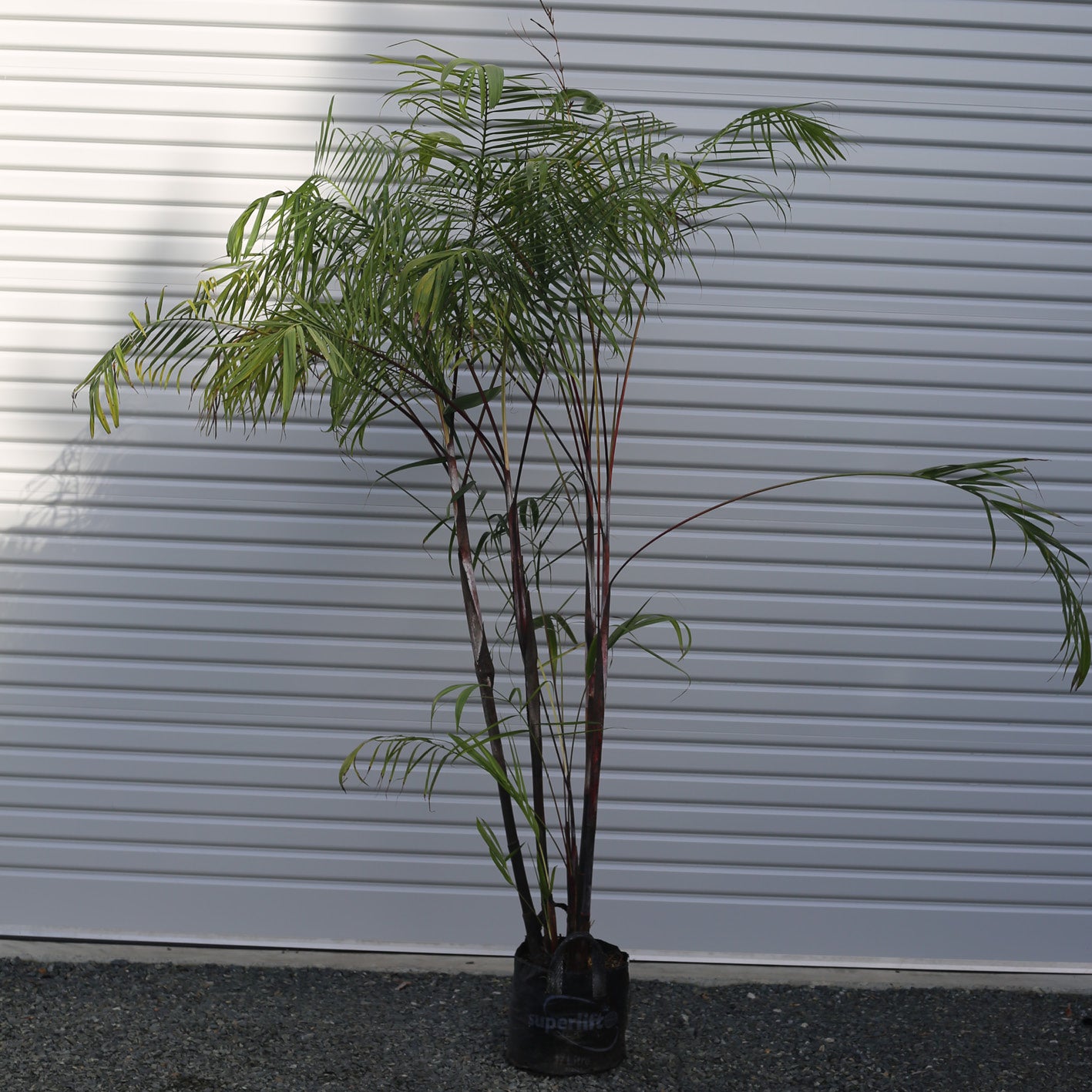 Dypsis Baronii - Black Petiole