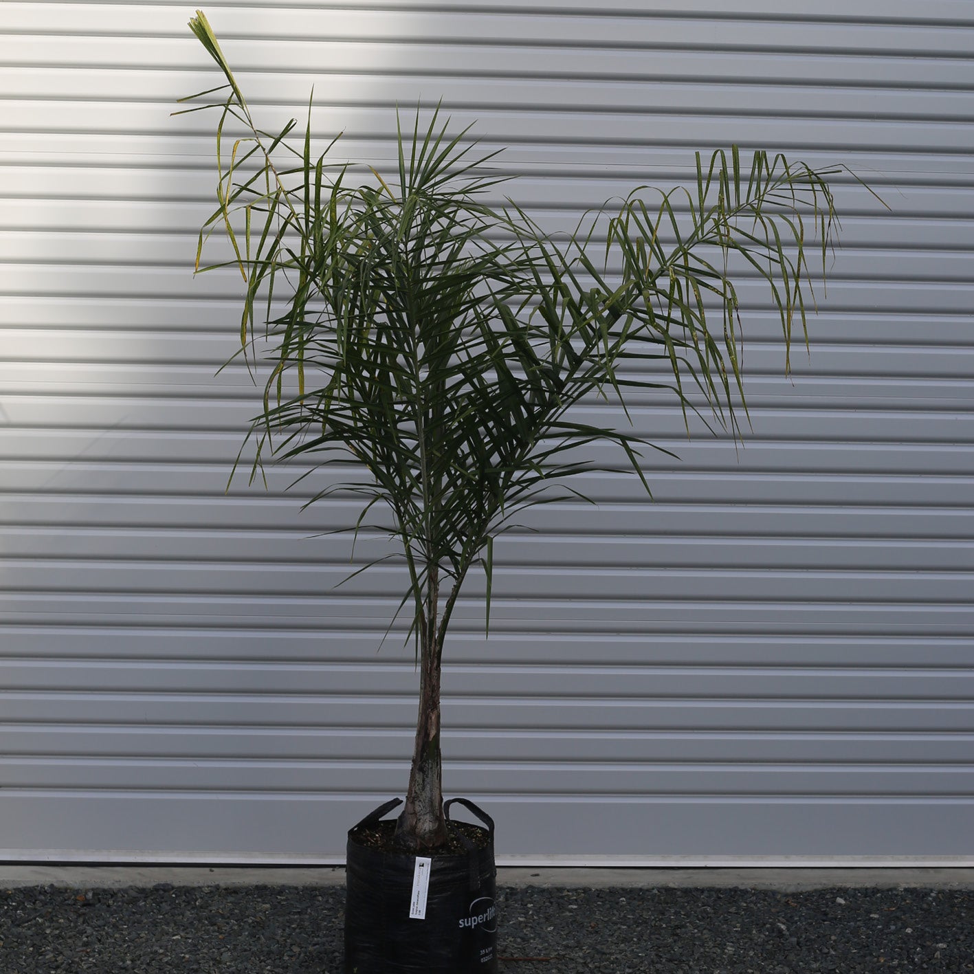 Queen Palm – Syagrus romanzoffiana