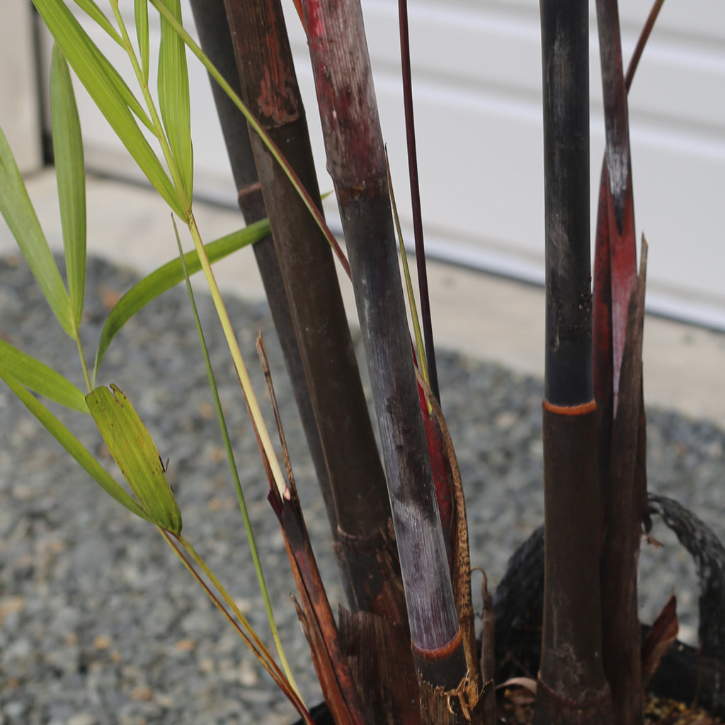 Dypsis Baronii - Black Petiole