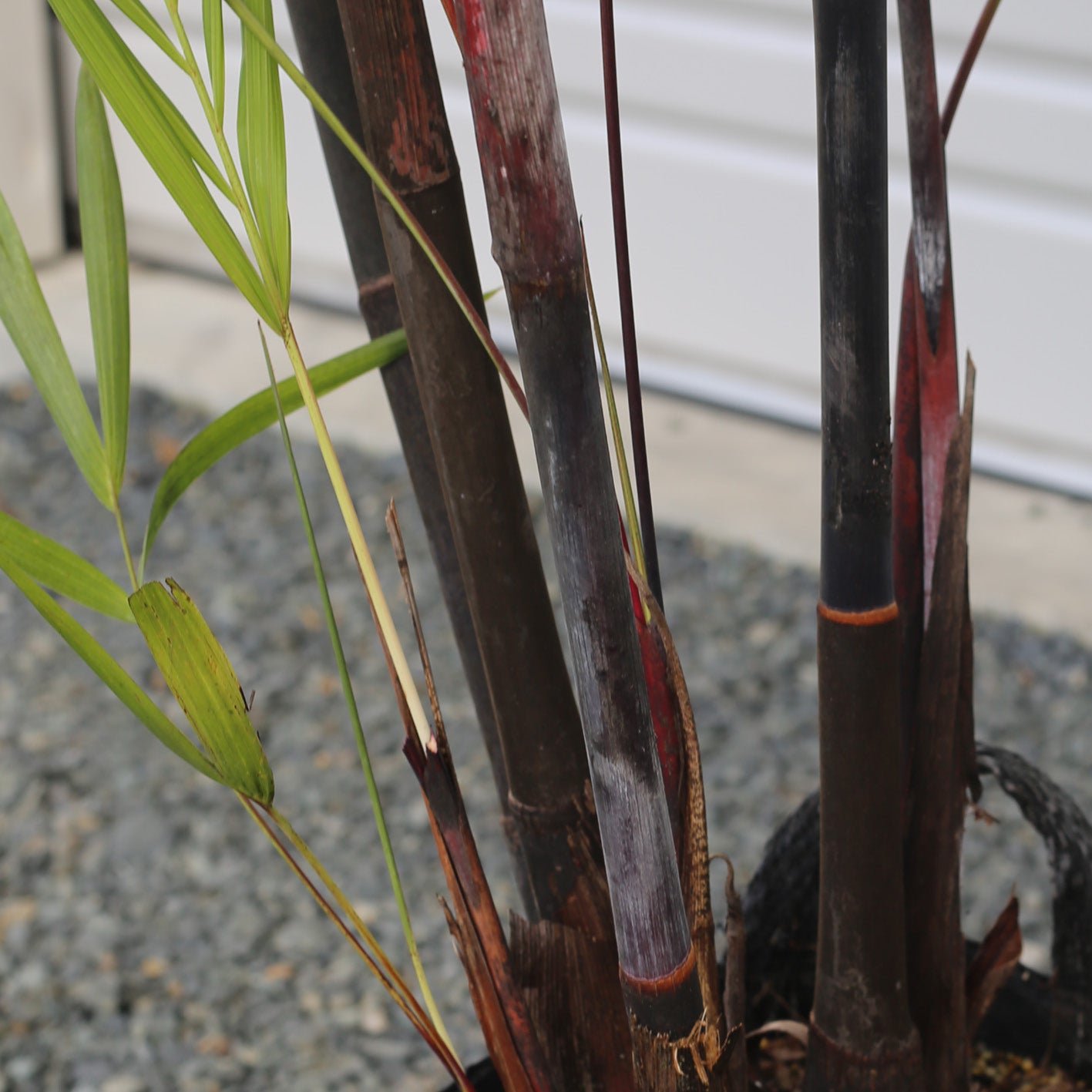 Dypsis Baronii - Black Petiole
