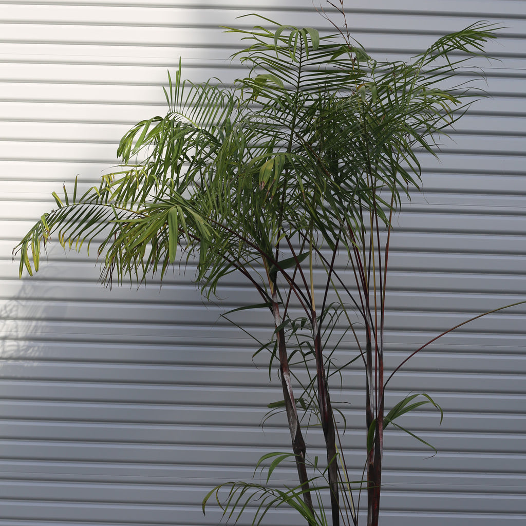 Dypsis Baronii - Black Petiole
