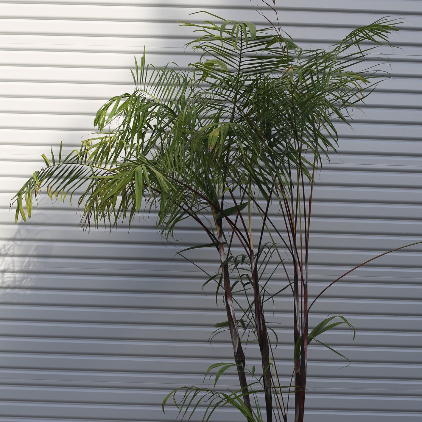 Dypsis Baronii - Black Petiole