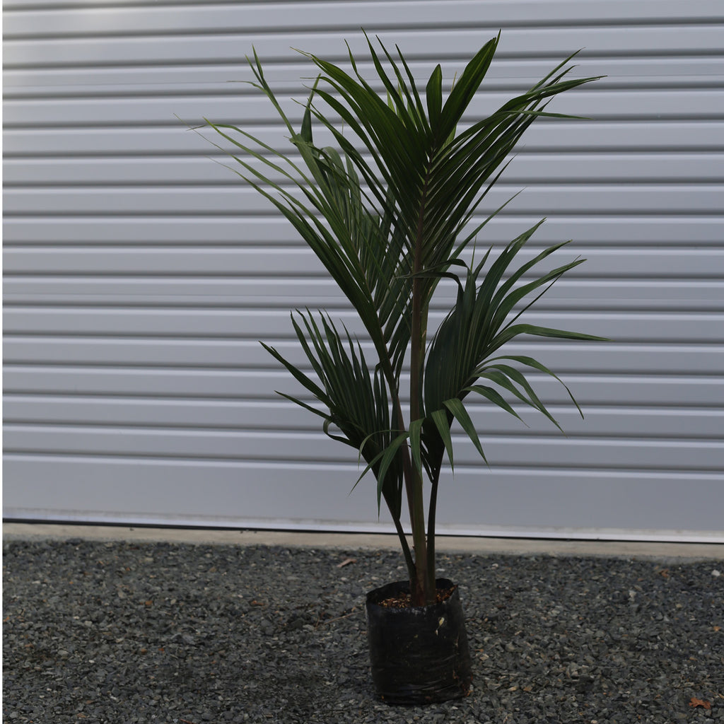 Pitt Island Nīkau Rhopalostylis sapida