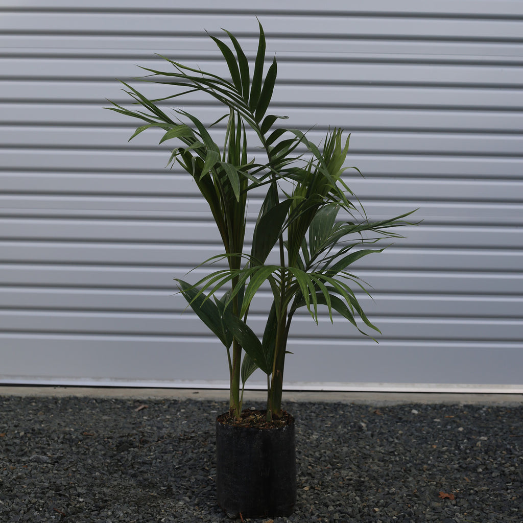 Archontophoenix alexandrae - King Palm