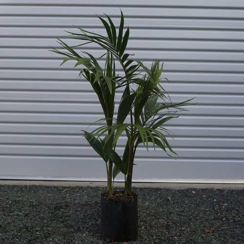 Archontophoenix alexandrae - King Palm