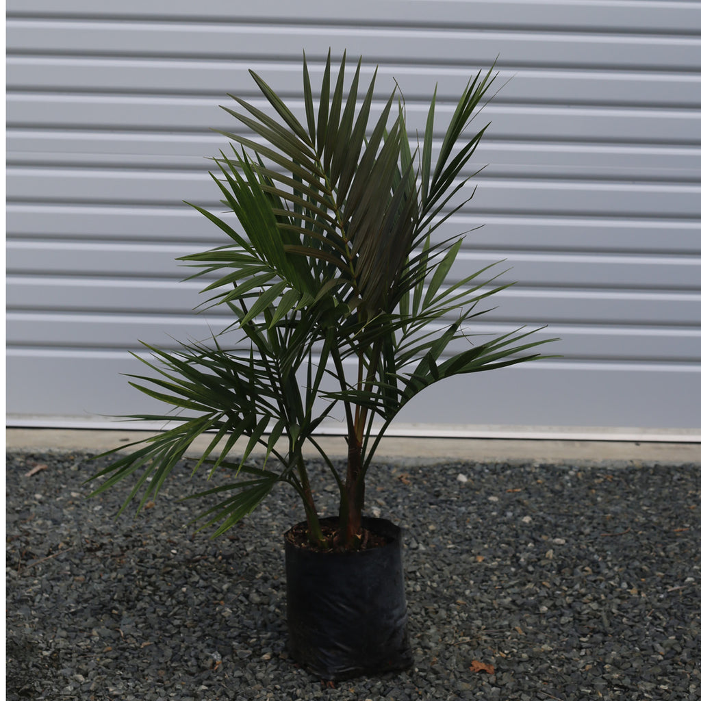 Atherton Palms - Laccospadix australasica