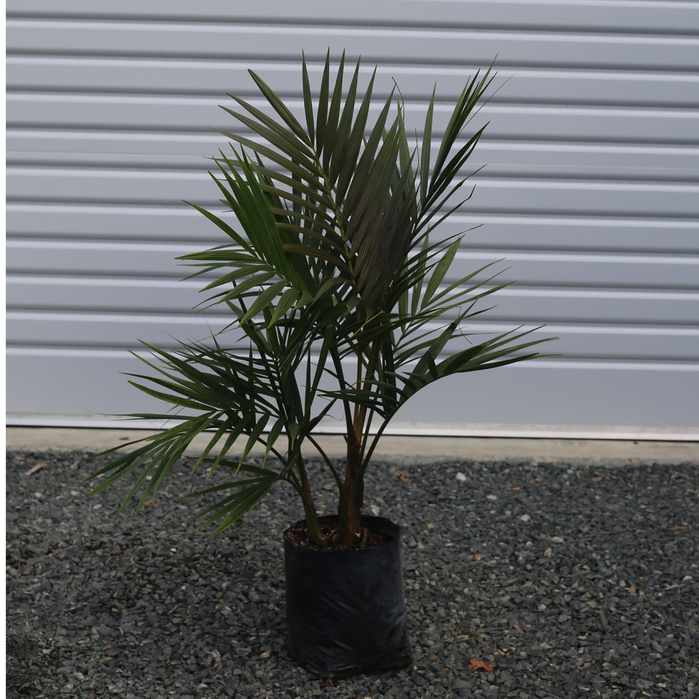 Atherton Palms - Laccospadix australasica