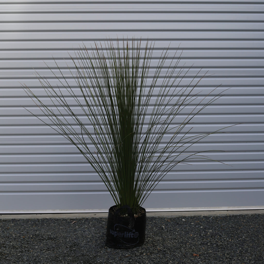 Mexican Grass Tree - Dasylirion