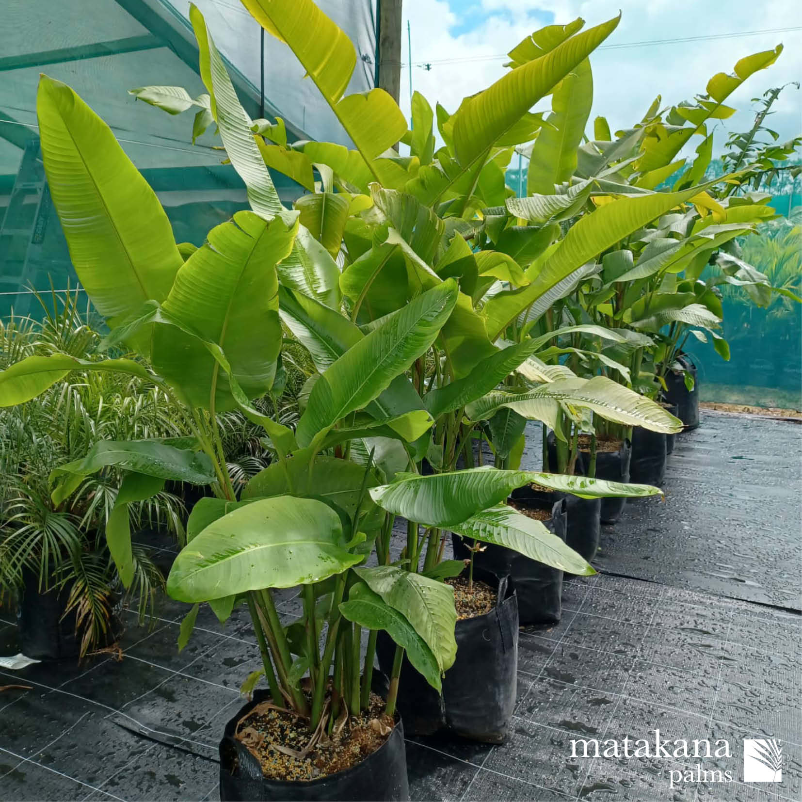 for sale heliconia