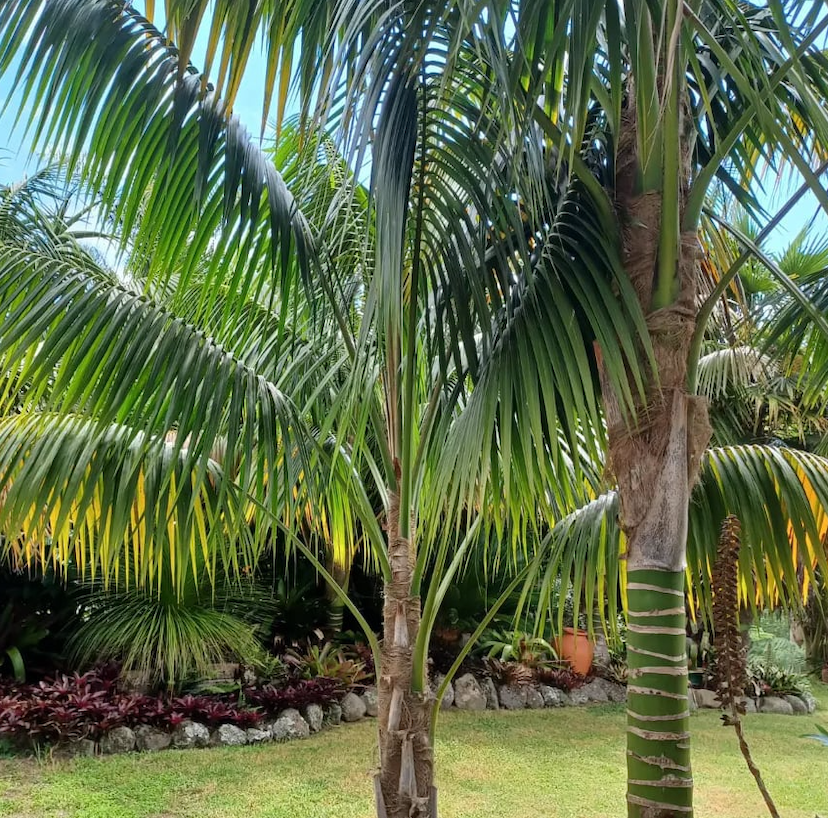 Kentia for sale NZ