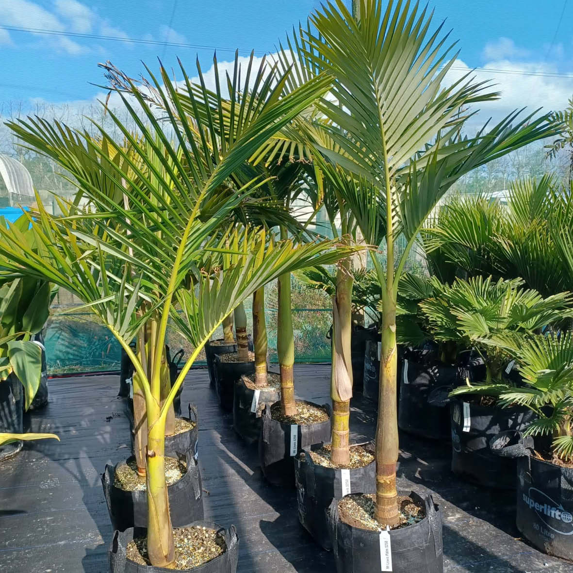 Mt Lewis Palm for sale