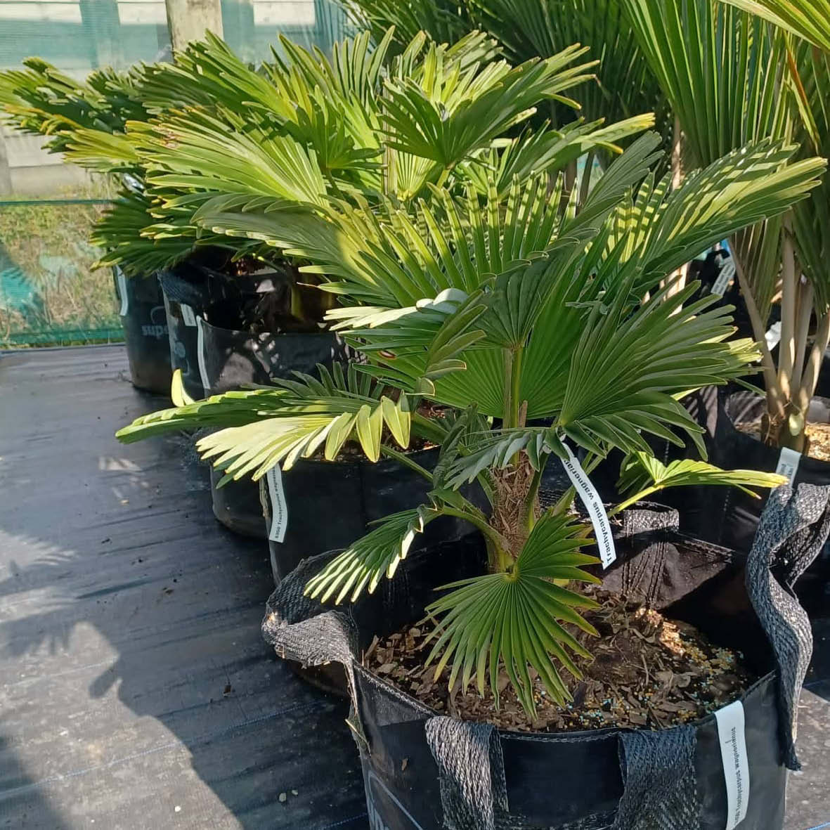 uy Trachycarpus wagnerianus