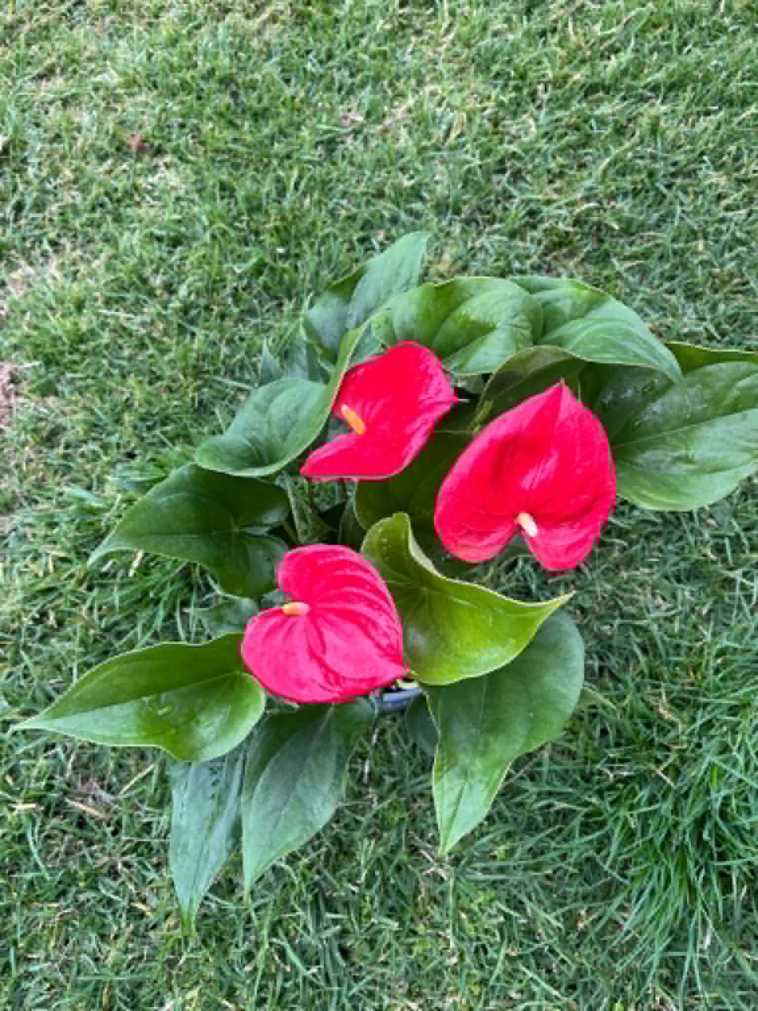 Anthurium Cuore - 15 CM