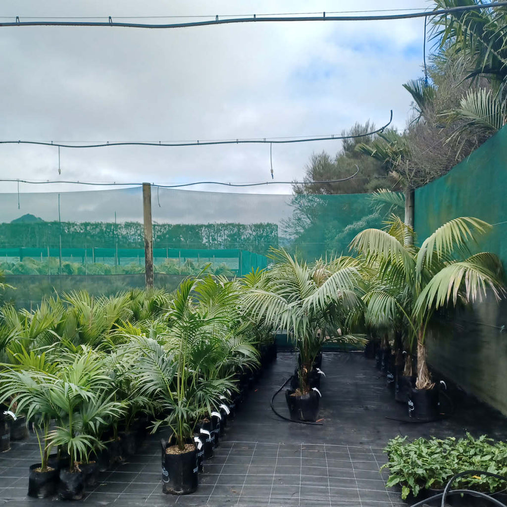 buy kentia