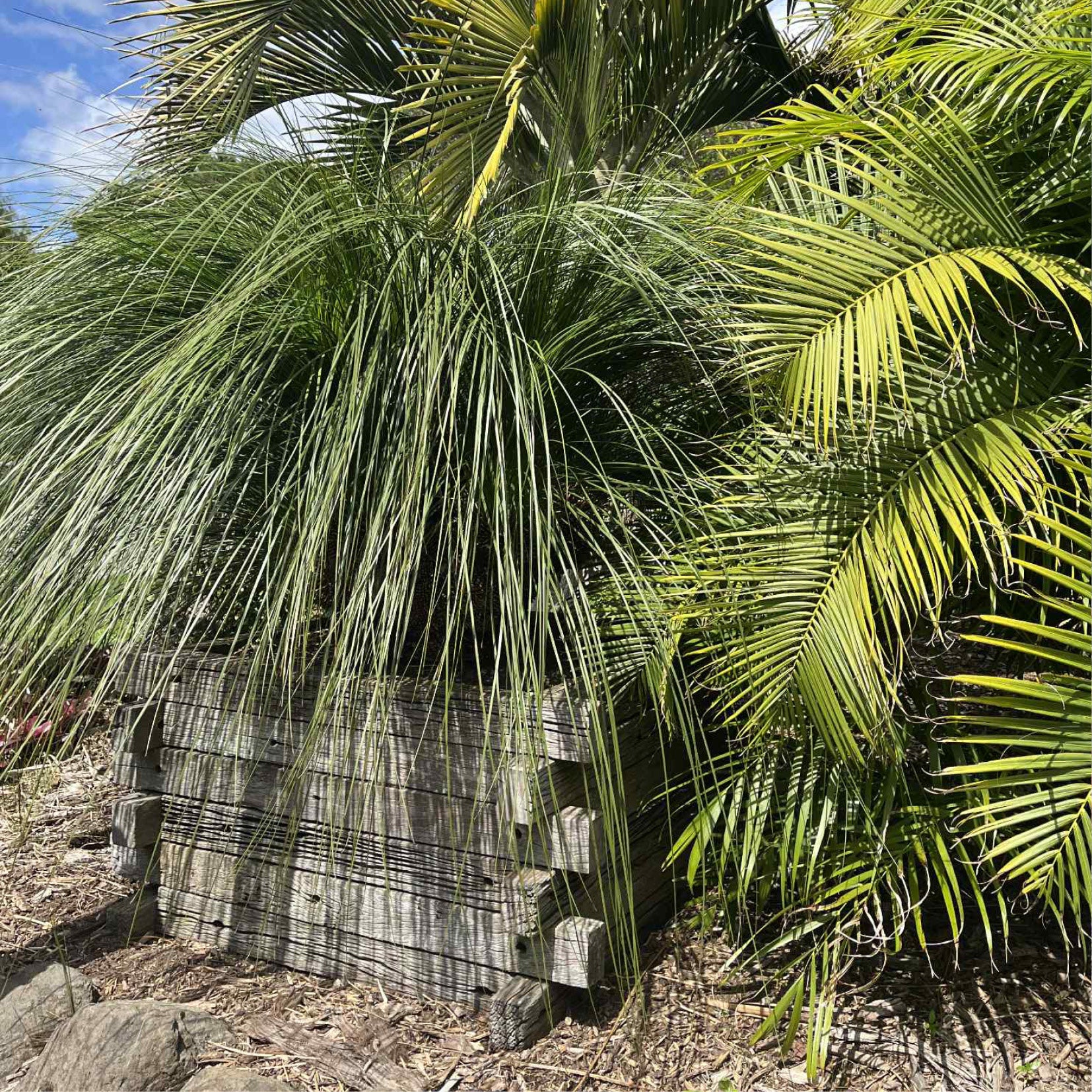 Grass Tree