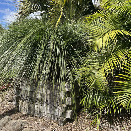 Grass Tree