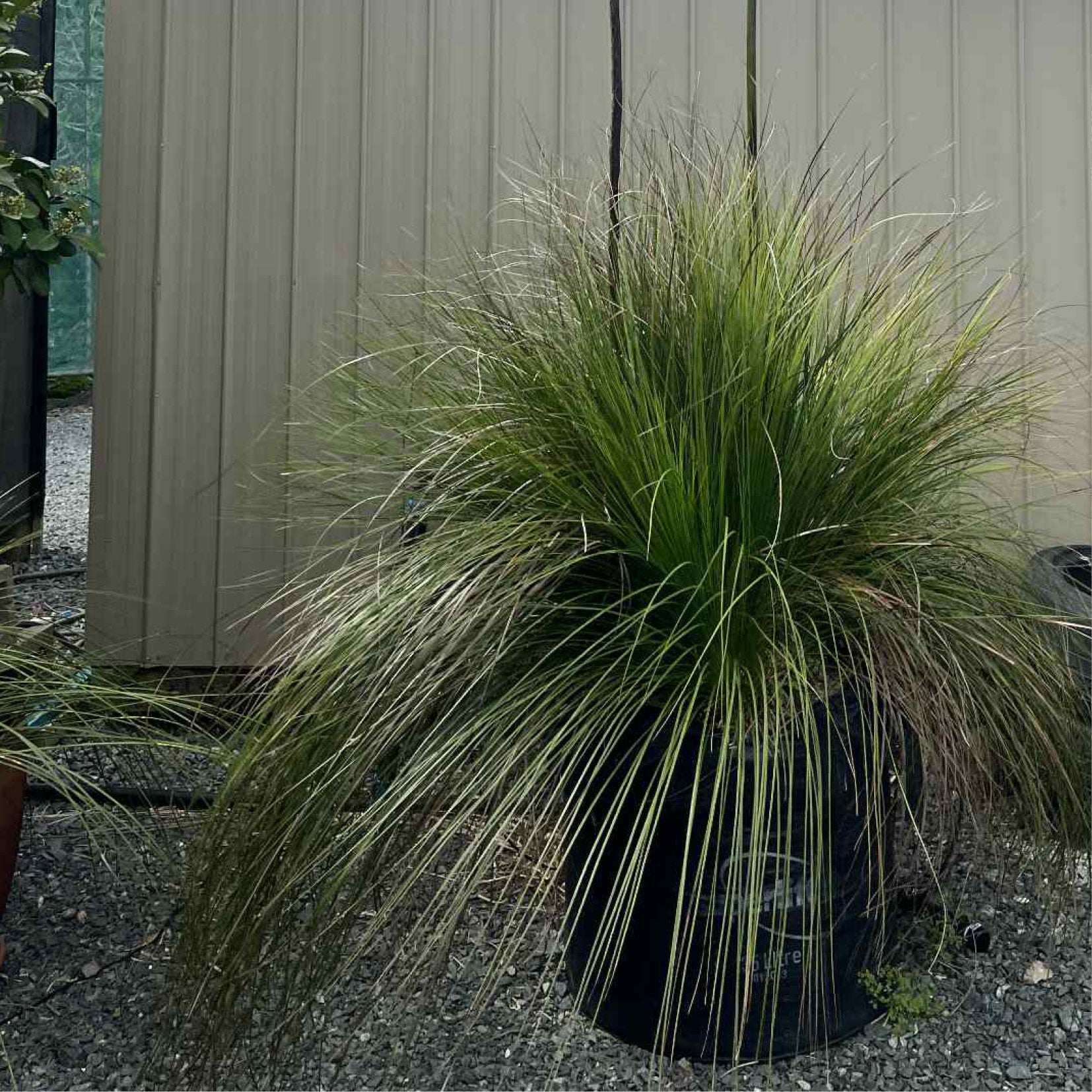 Grass Tree