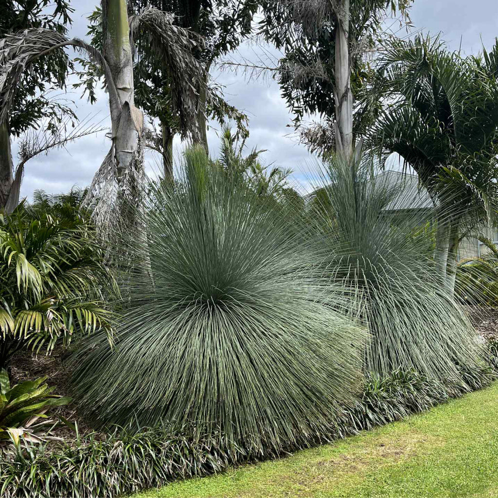 Australian Grass Tree - Xanthorrhoea Glauca - Blue