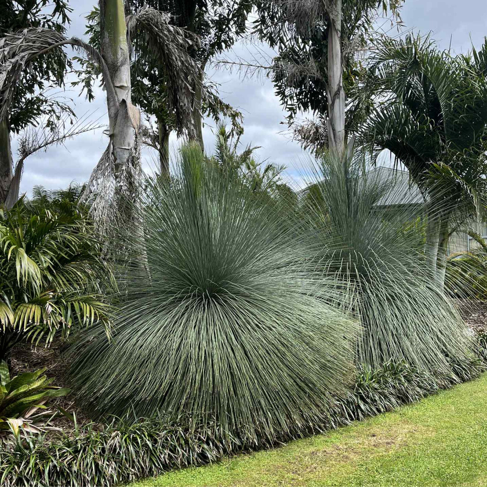 Australian Grass Tree - Xanthorrhoea Glauca - Blue