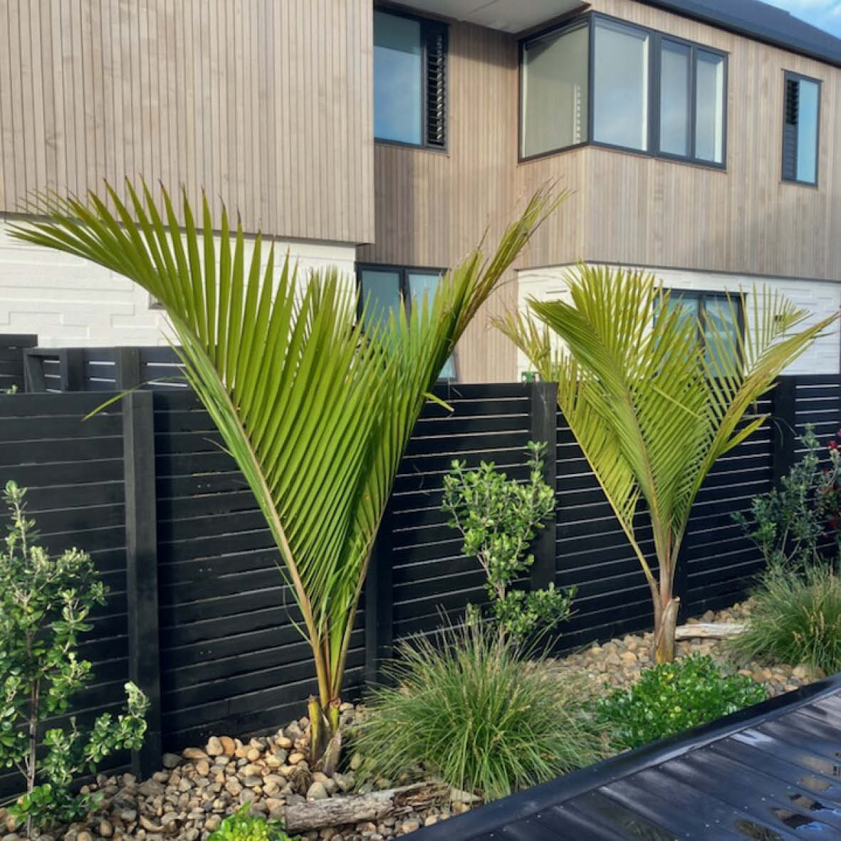 Kermadec Nikau