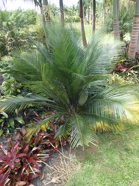 Microzamia communis