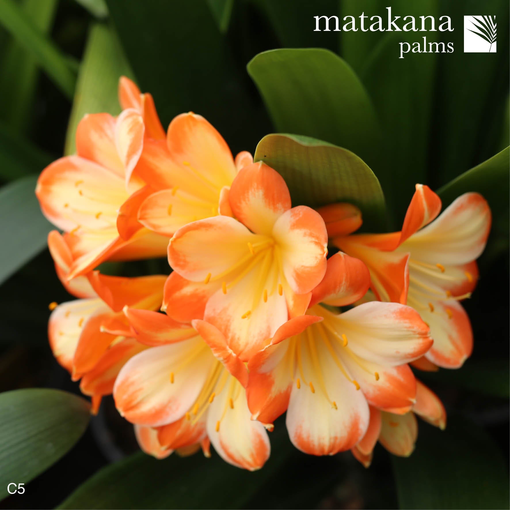 Picotee Clivia