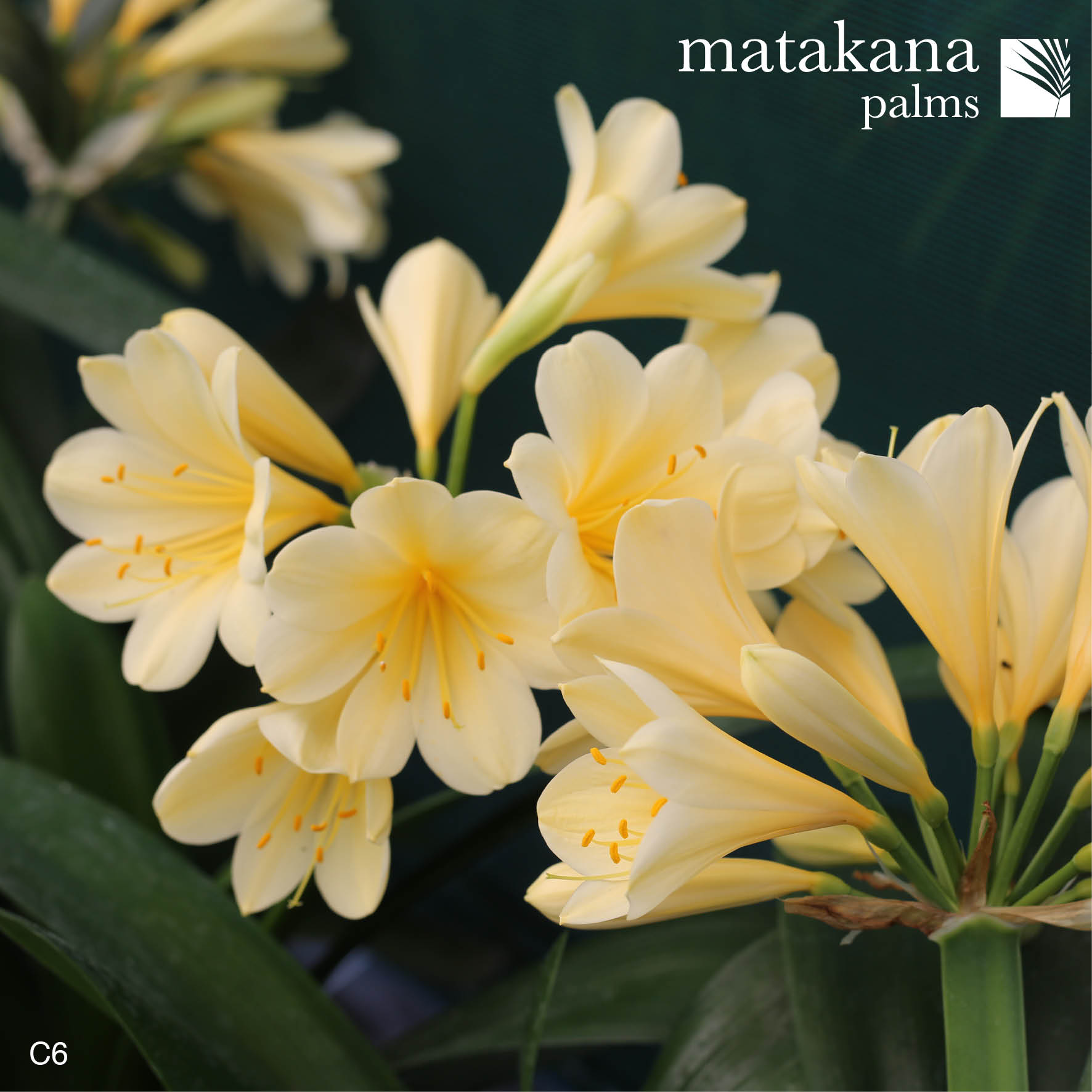 Buy Clivia