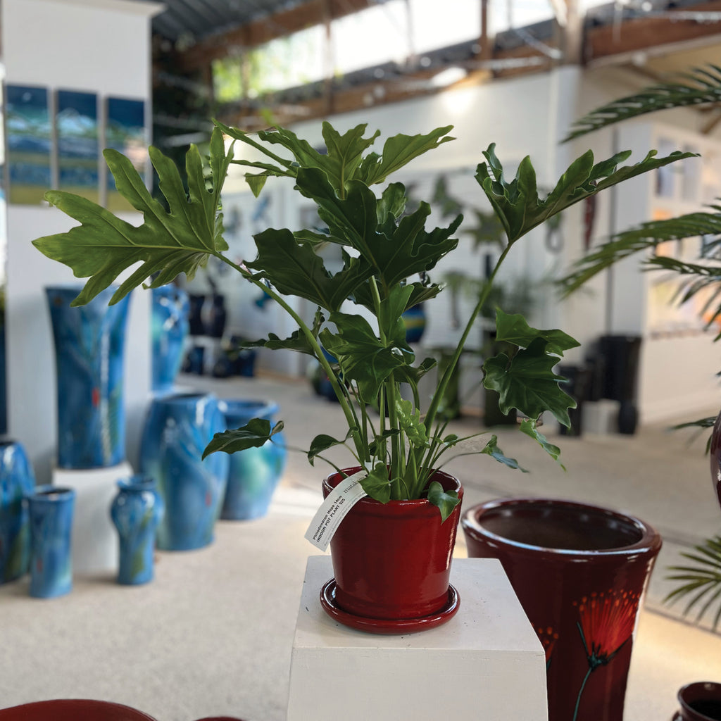 Philodendron Selloum - Hope (indoor pot plant)