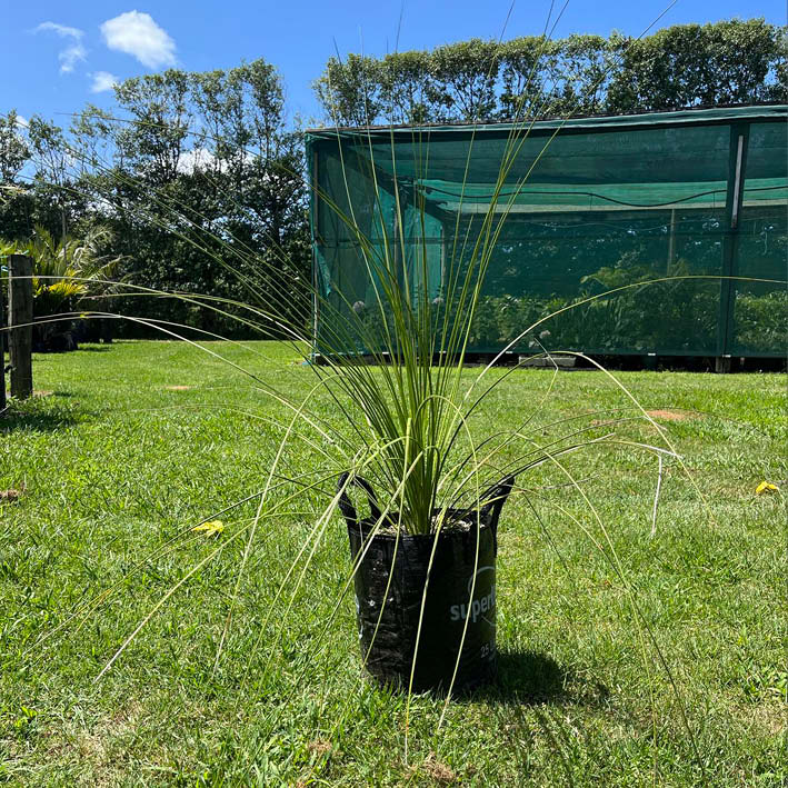 Mexican Grass Tree - Dasylirion