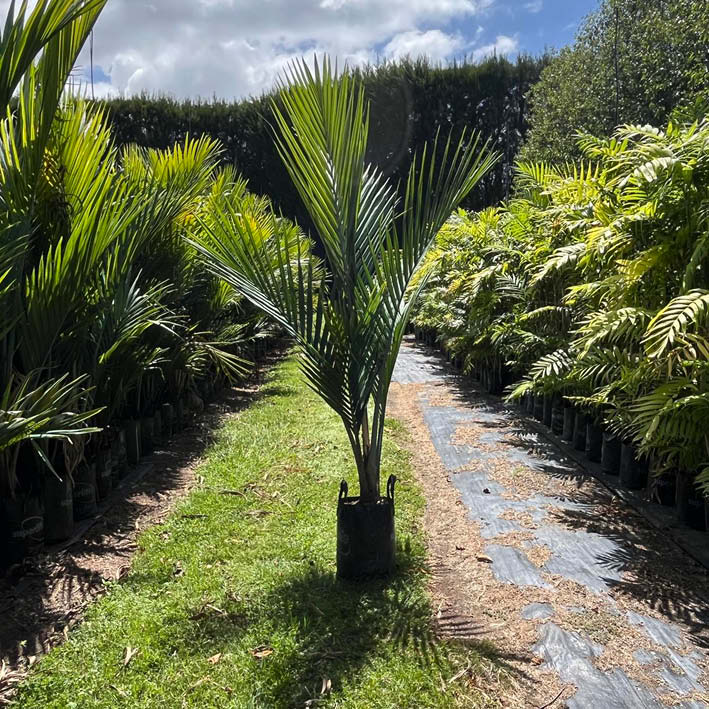 Pitt Island Nīkau Rhopalostylis sapida