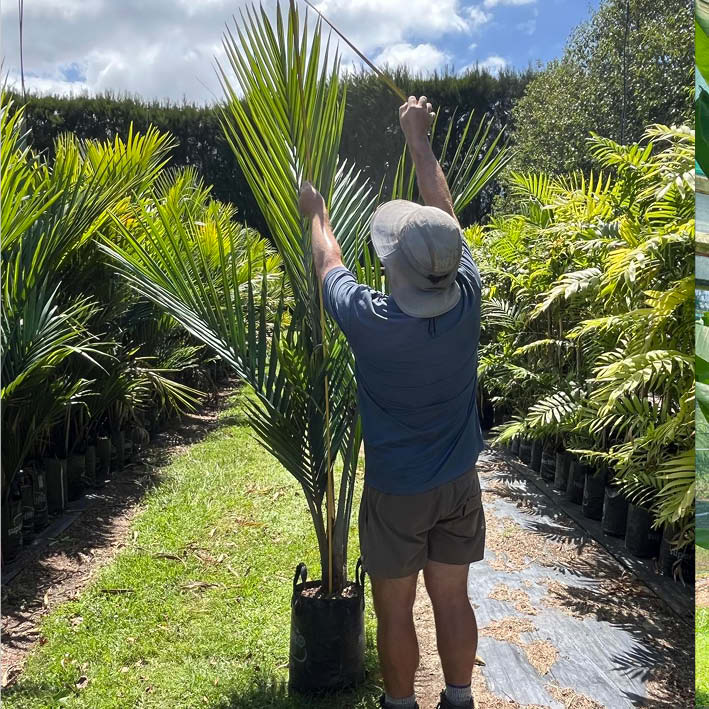 All Palms – Matakana Palms