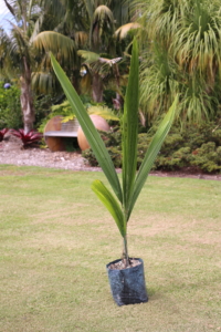 Queen Palm