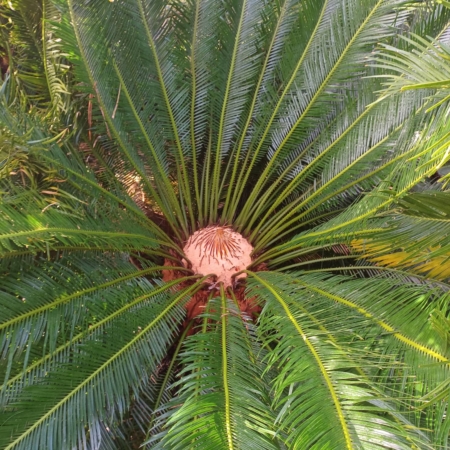 Sago Cycad, Revoluta X Taitungensis - Matakana Palms