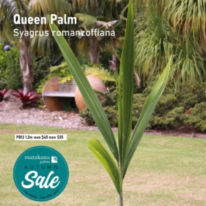 Queen Palm