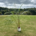 Sugar Cane Palm