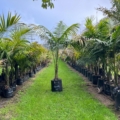 kentia