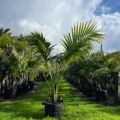 kentia